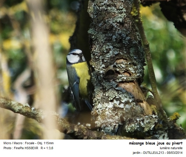 PARUS CAERULEUS - MESANGE BLEUE #36687