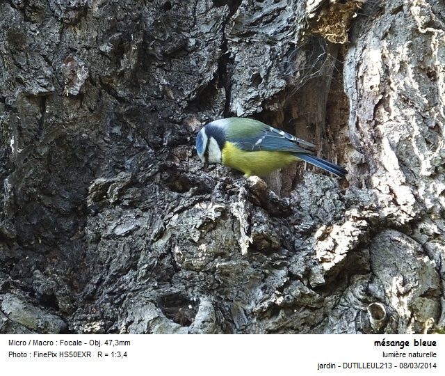 PARUS CAERULEUS - MESANGE BLEUE #36686