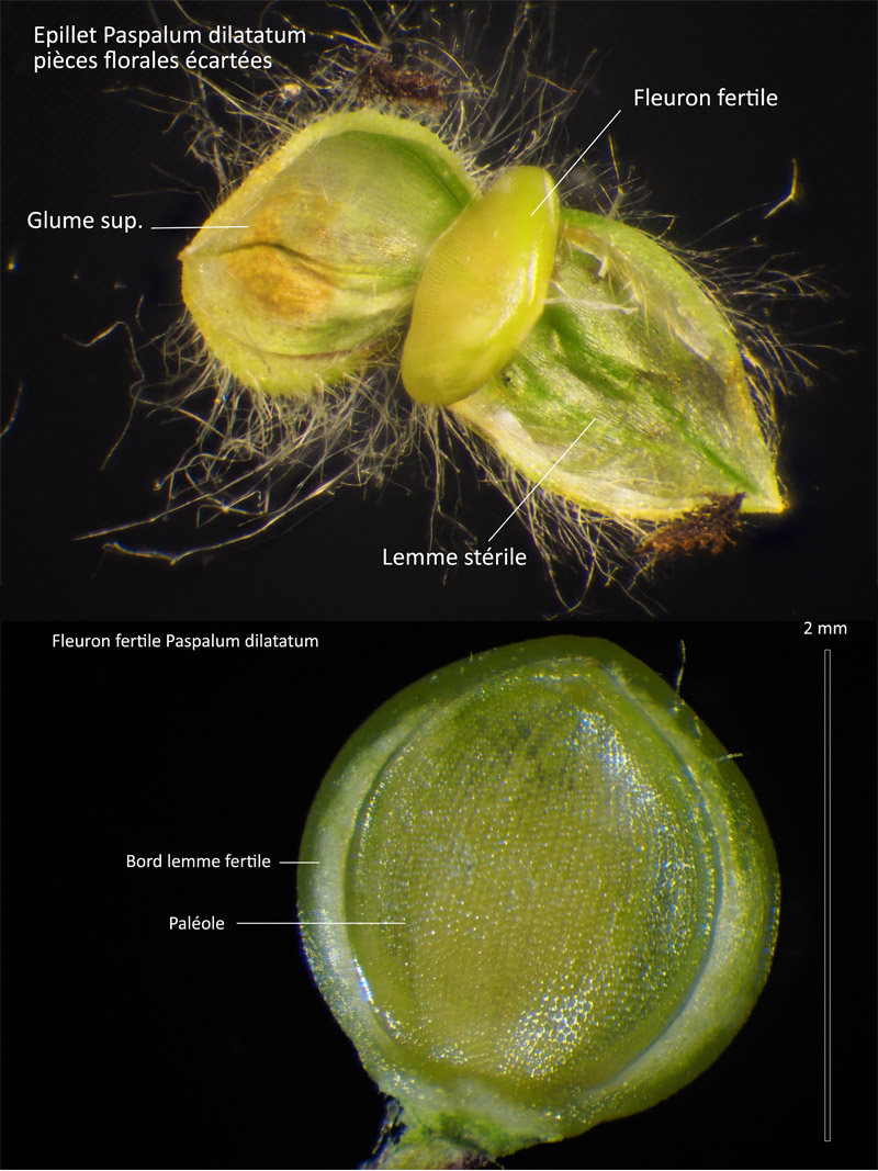 Paspalum dilatatum Poir. #64424