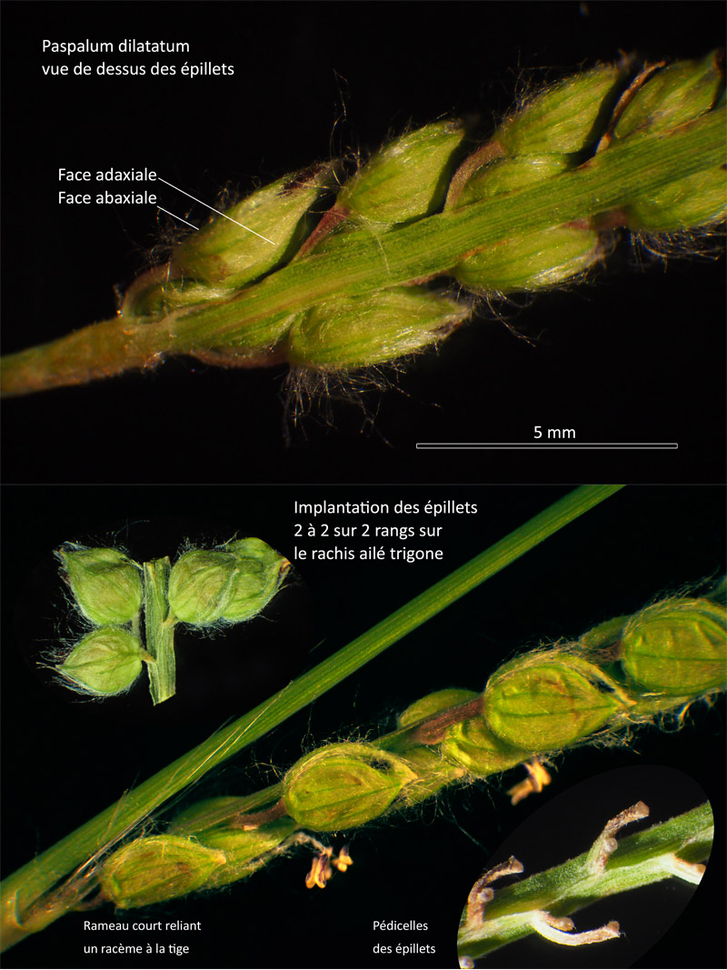 Paspalum dilatatum Poir. #64422