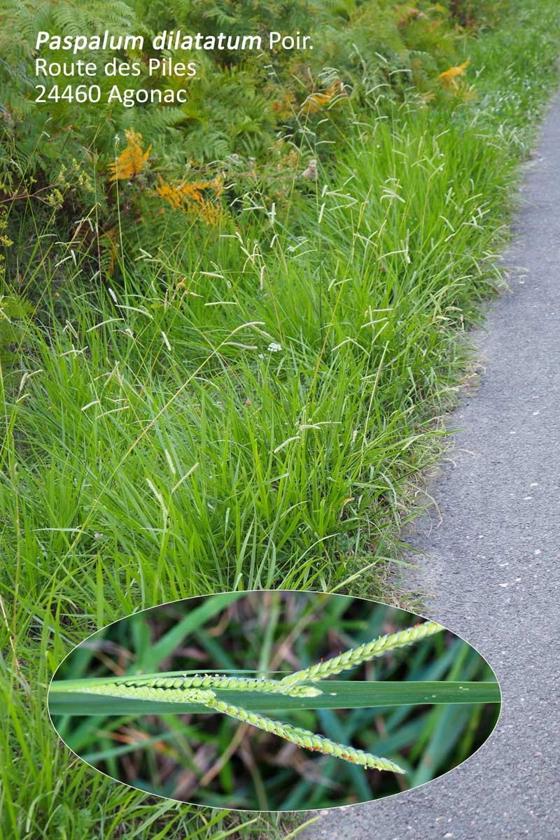 Paspalum dilatatum Poir. #64420
