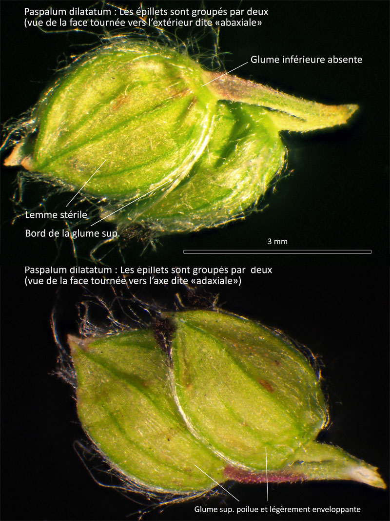 Paspalum dilatatum Poir. #64423