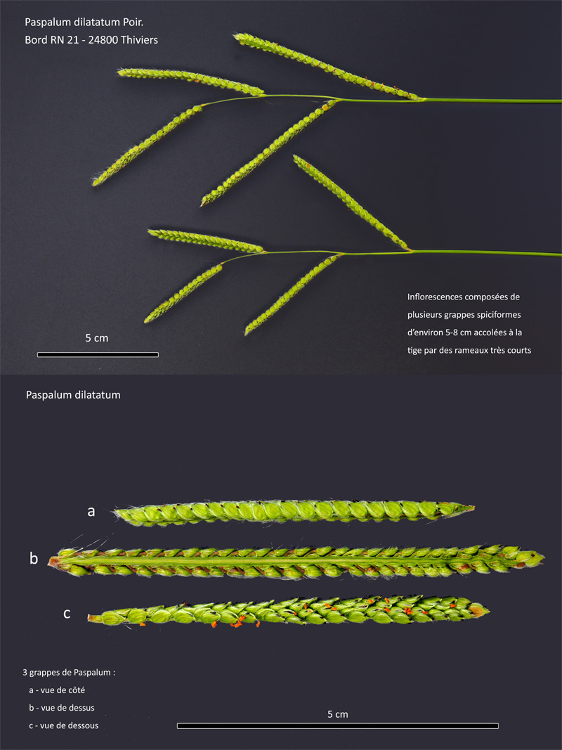 Paspalum dilatatum Poir. #64421