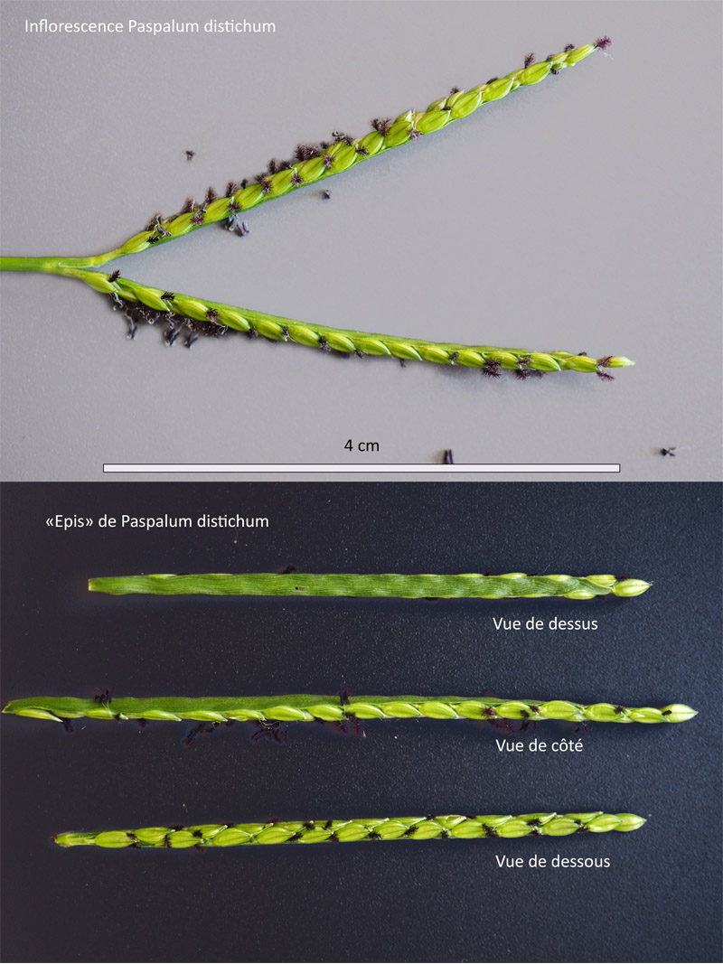 Paspalum distichum L. #64417