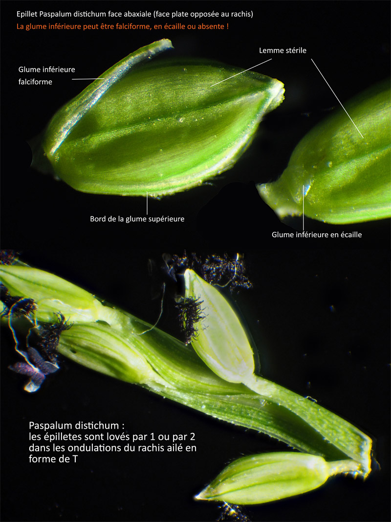 Paspalum distichum L. #64418