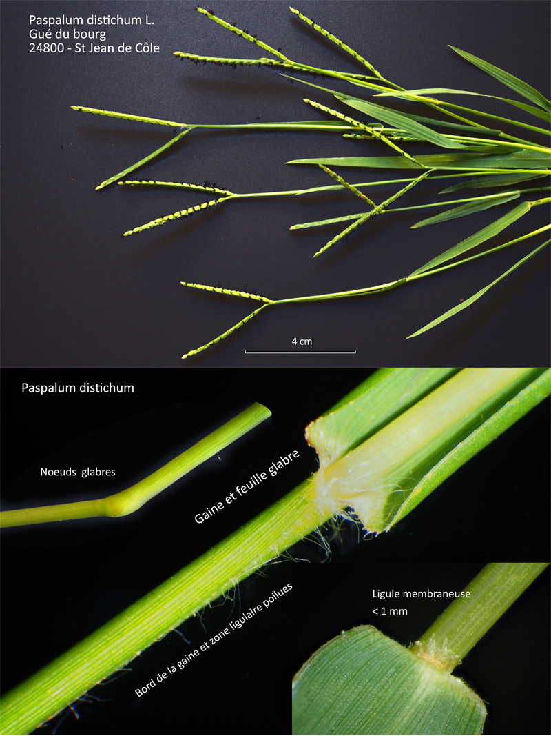 Paspalum distichum L. #64416