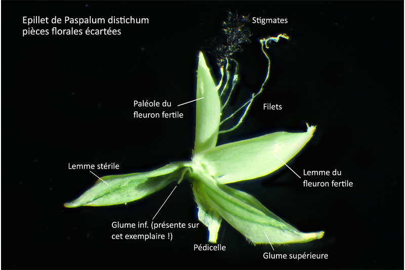 Paspalum distichum L. #64419