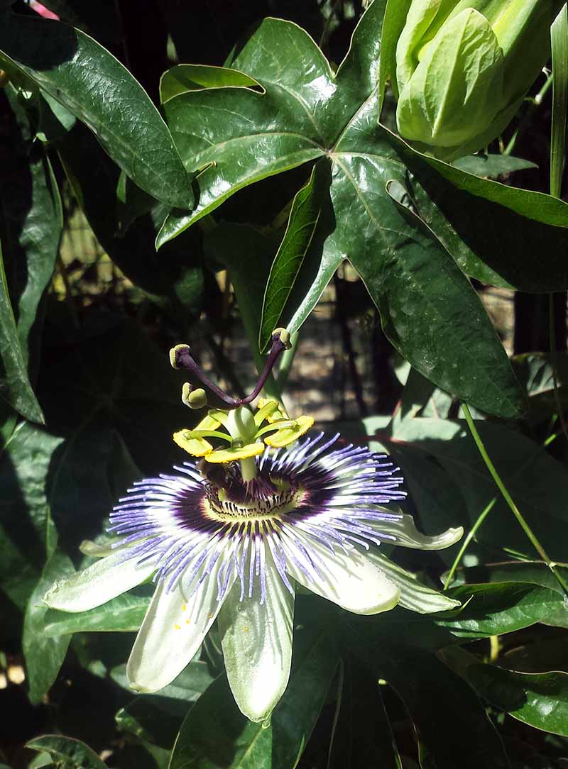 Passiflora caerulea Linné, 1753 #46217