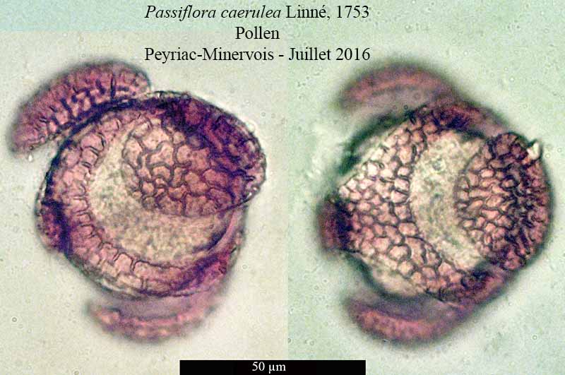 Passiflora caerulea Linné, 1753 #46221