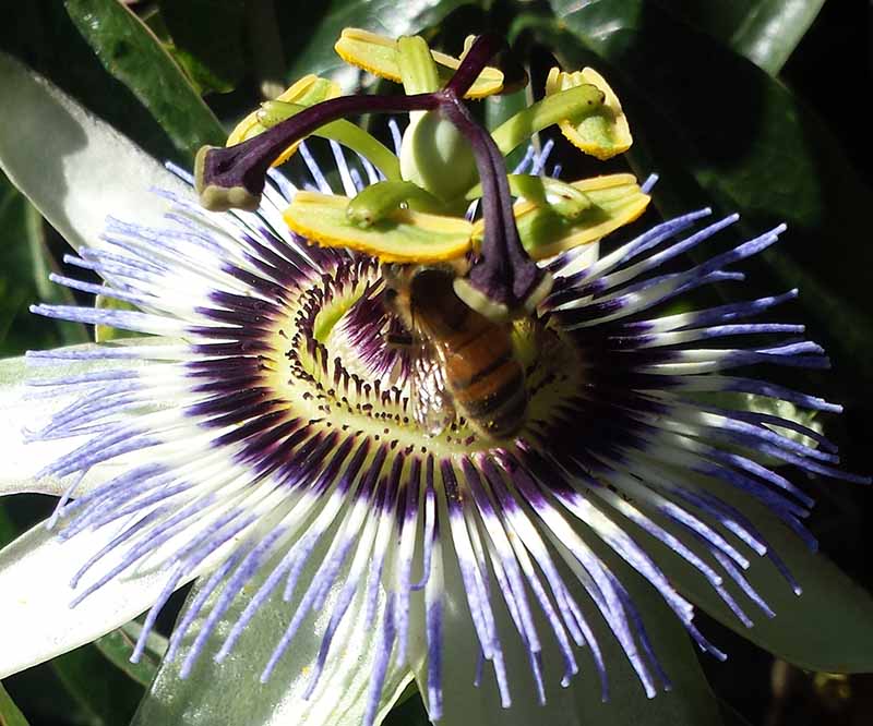 Passiflora caerulea Linné, 1753 #46218