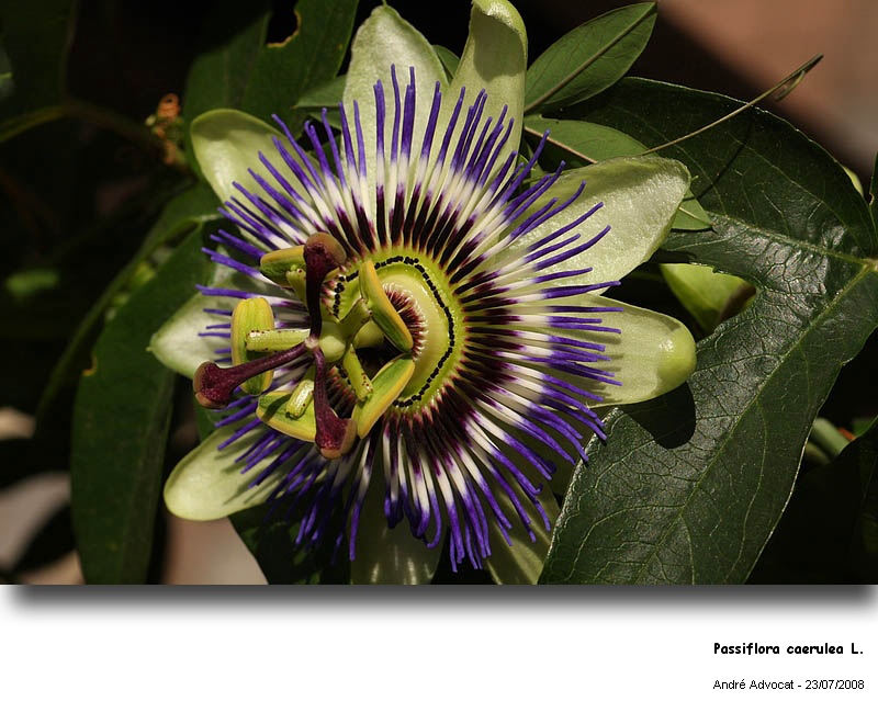 Passiflora caerulea L. (Pollen -Fleur de la passion) #4881