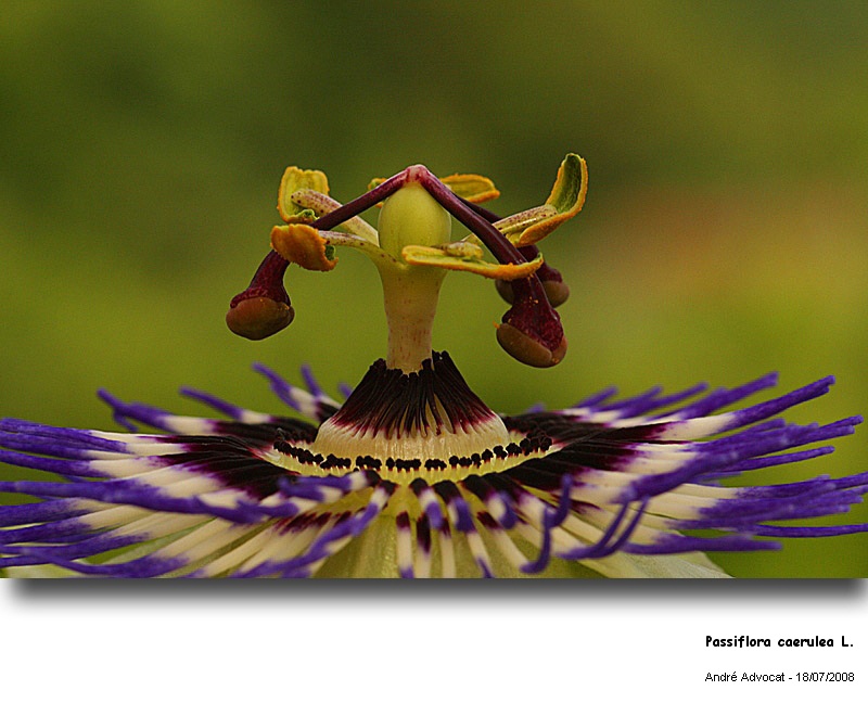 Passiflora caerulea L. (Pollen -Fleur de la passion) #4882