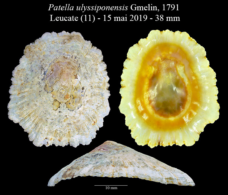 Patella ulyssiponensis #59571