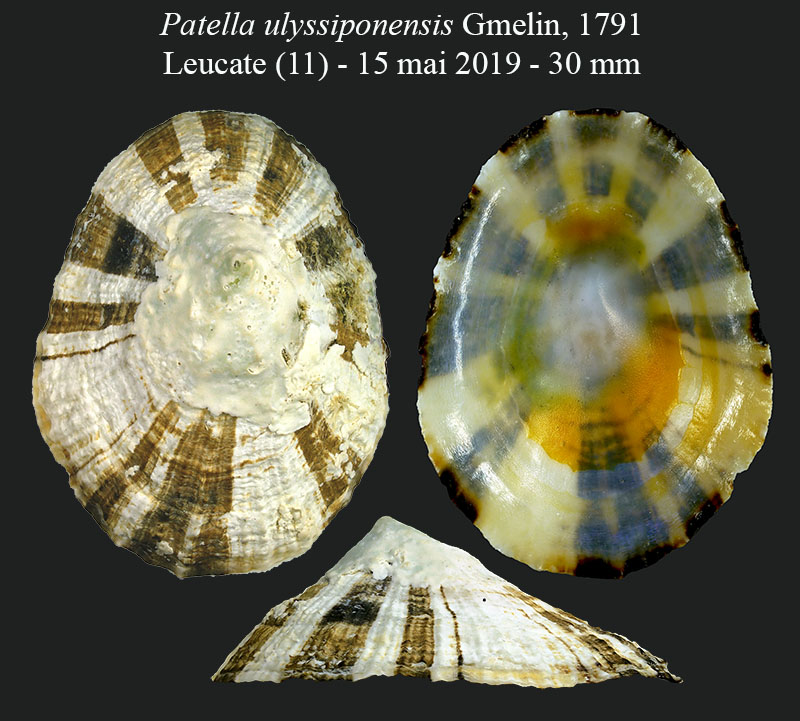 Patella ulyssiponensis #59570