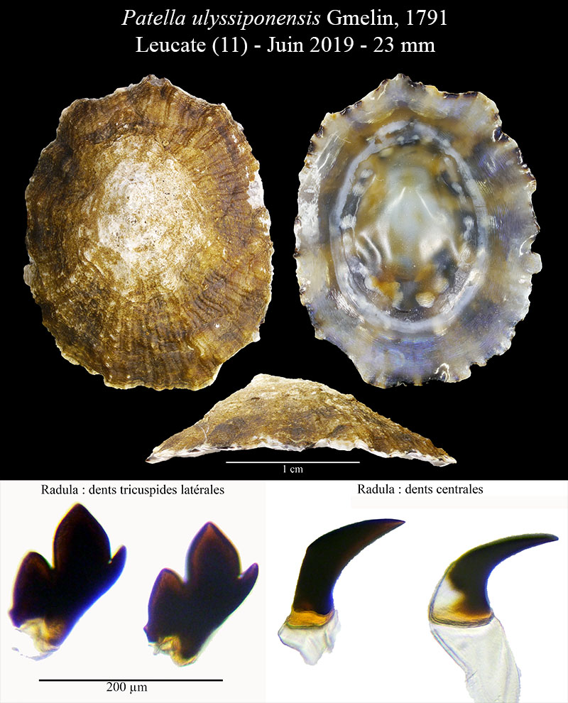 Patella ulyssiponensis #60346