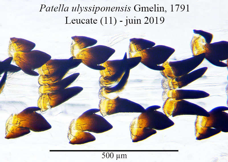 Patella ulyssiponensis #60338