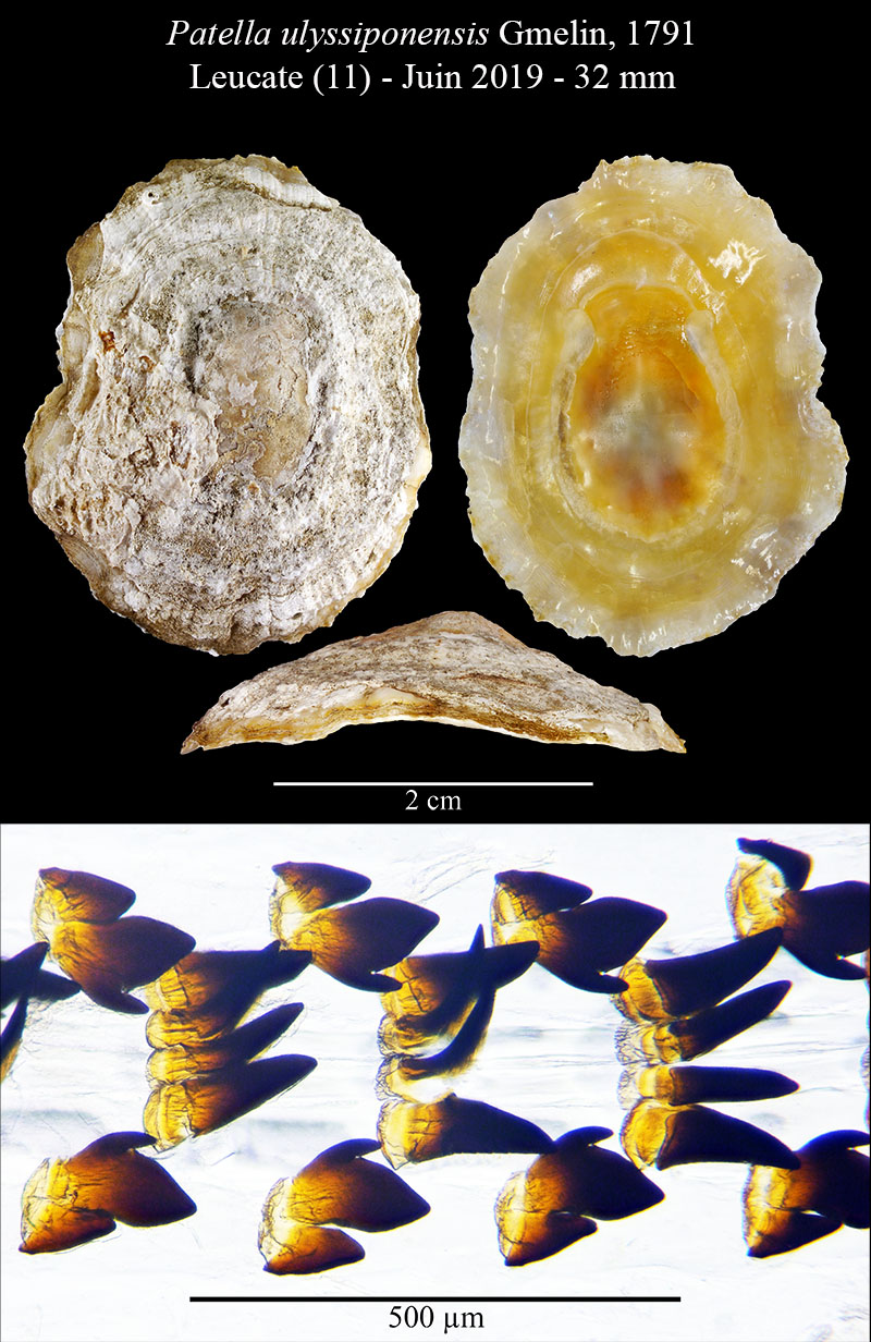 Patella ulyssiponensis #60342