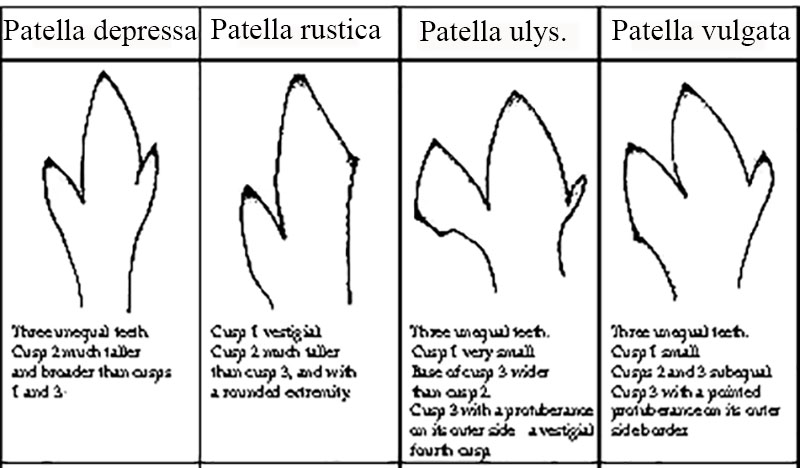 Patella ulyssiponensis #60340
