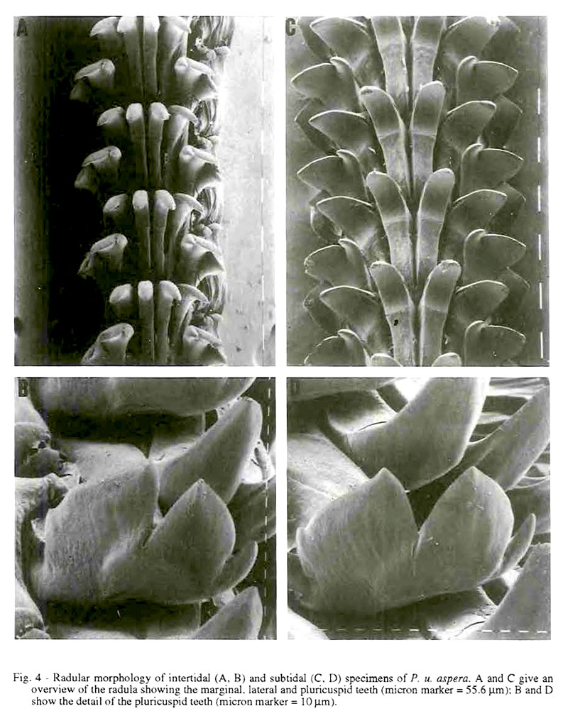 Patella ulyssiponensis #60339