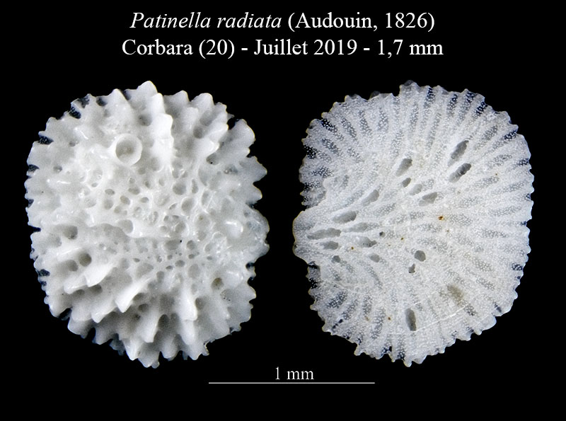 Patinella radiata - Bryozoaire #60523