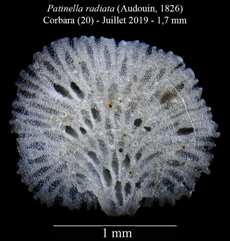 Patinella radiata - Bryozoaire #60524