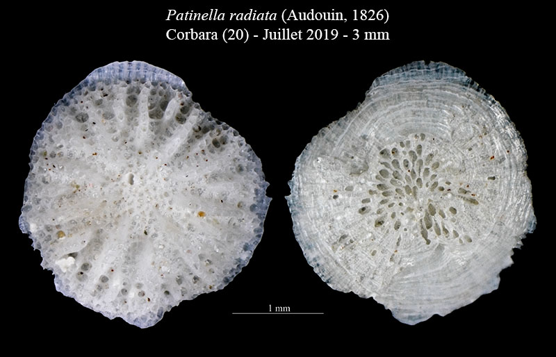 Patinella radiata - Bryozoaire #60522