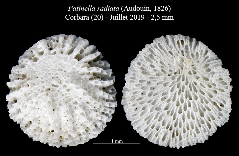 Patinella radiata - Bryozoaire #60521