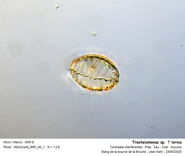 Paulinella chromatophora #82416