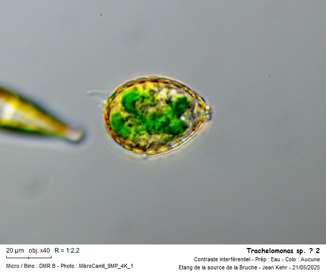 Paulinella chromatophora #82415