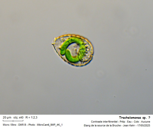 Paulinella chromatophora #82414