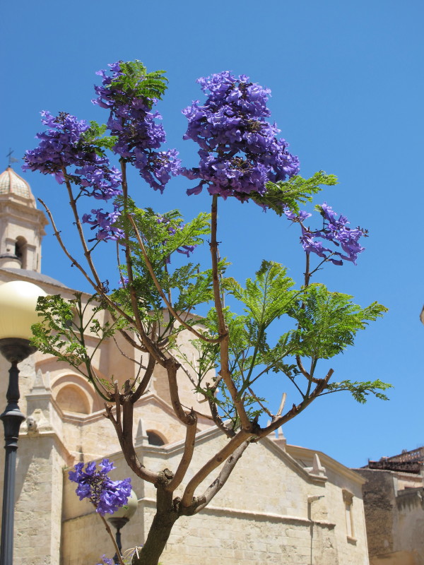 paulownia tomentosa #47734
