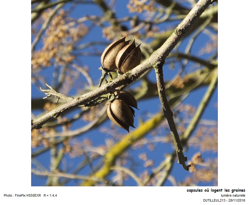 paulownia tomentosa #47699