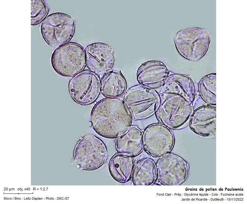 Paulownia tomentosa #72785