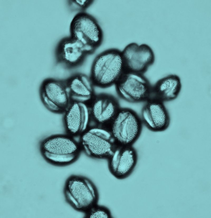 Paulownia tomentosa #72783