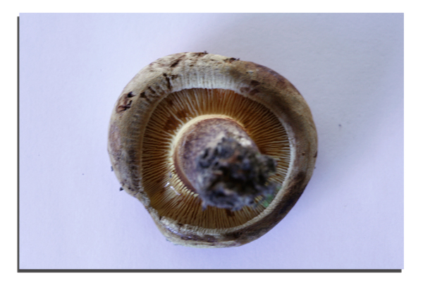 Paxillus involutus #5721