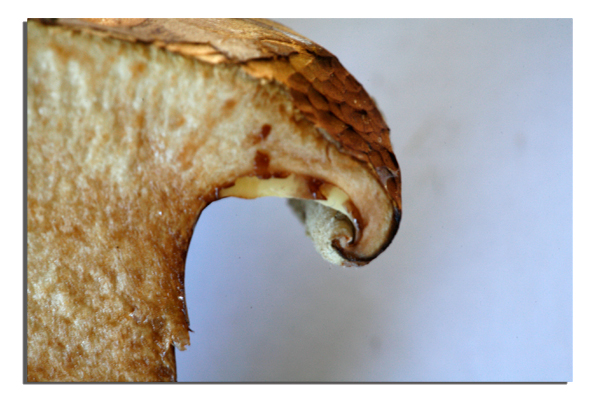 Paxillus involutus #5722