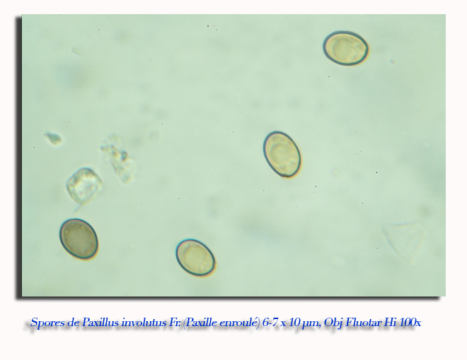 Paxillus involutus #5723