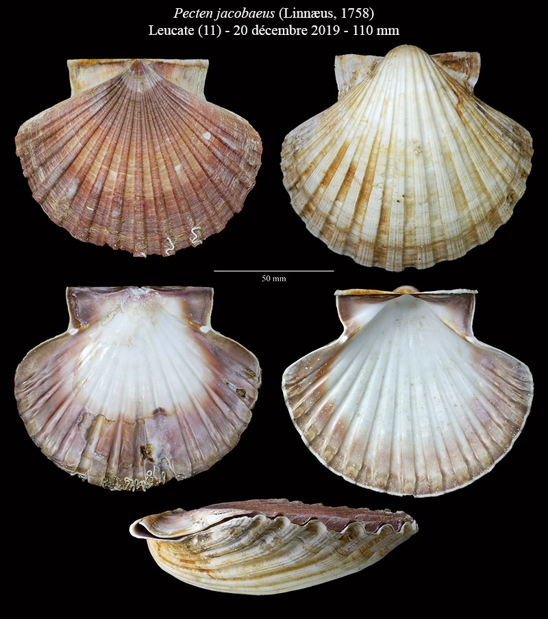 Pecten jacobaeus #63558
