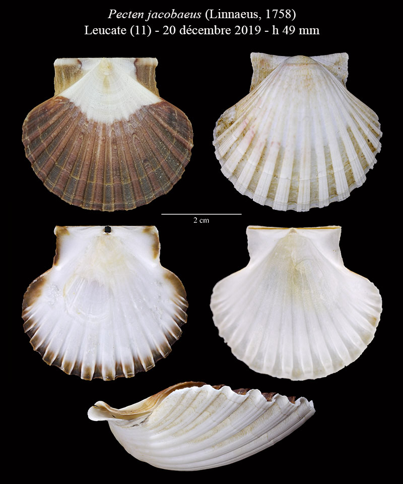 Pecten jacobaeus #62051