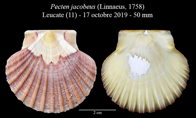 Pecten jacobaeus #62050