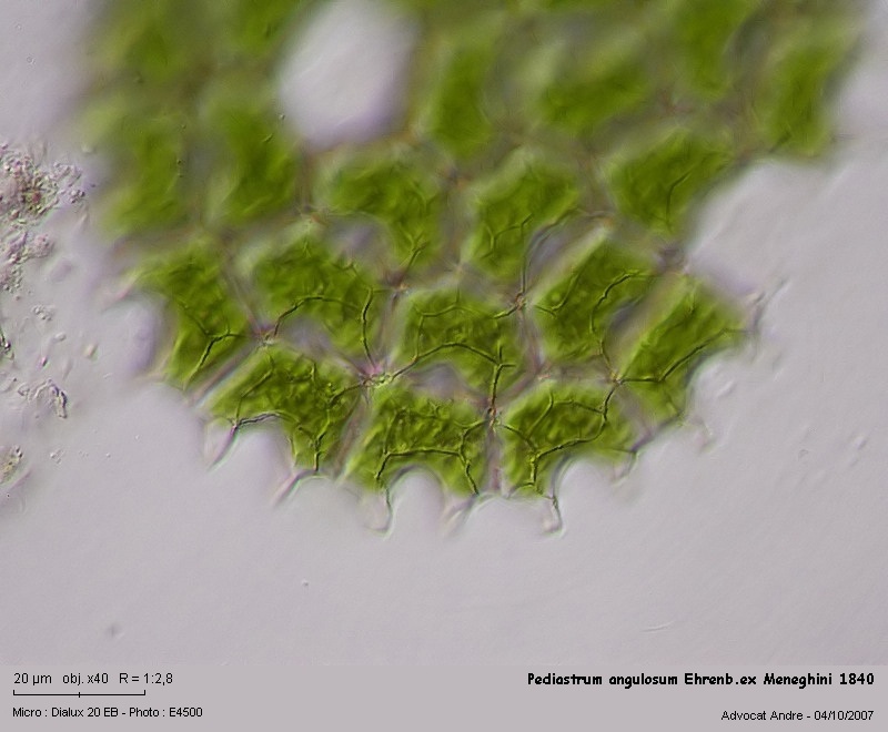 Pediastrum angulosum Ehrenberg ex Meneghini 1840 #228