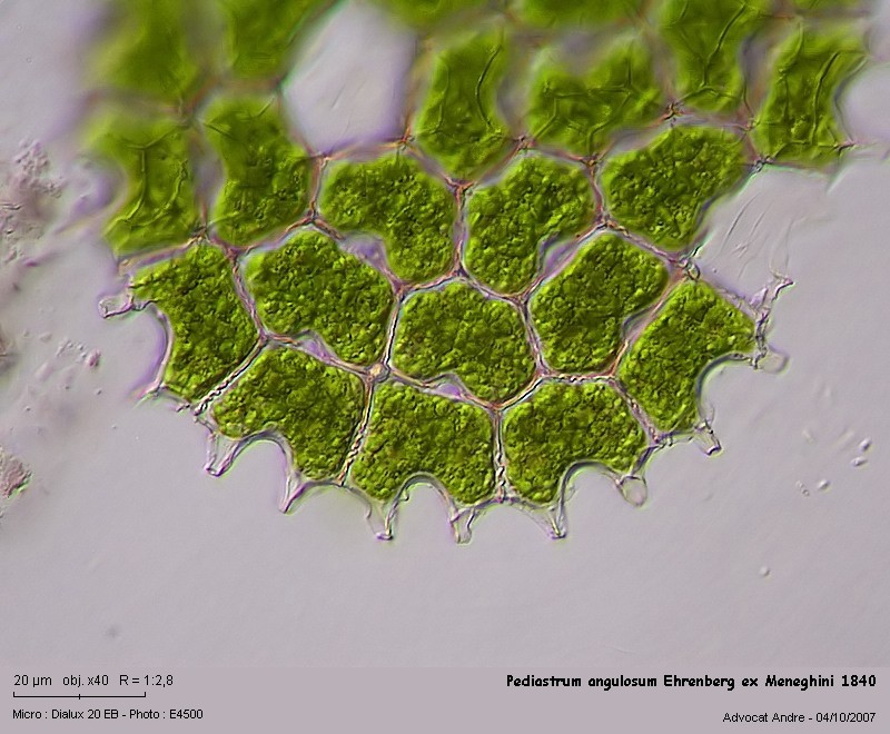Pediastrum angulosum Ehrenberg ex Meneghini 1840 #227