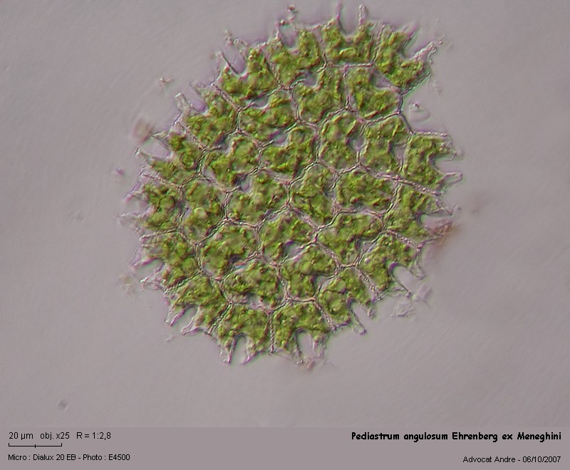 Pediastrum angulosum Ehrenberg ex Meneghini 1840 #241