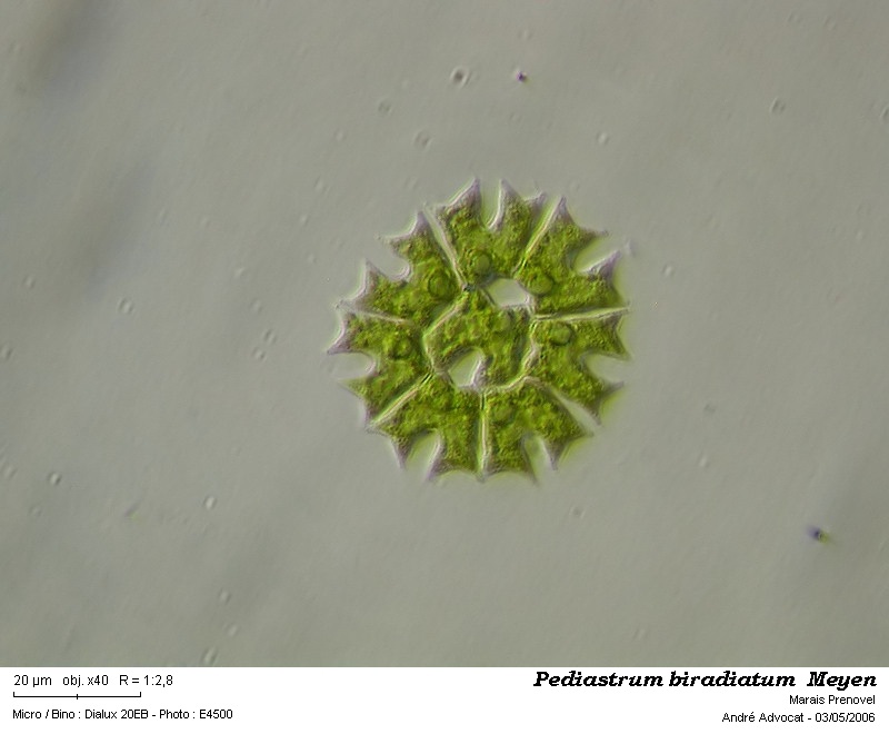 Pediastrum biradiatum Meyen #52681