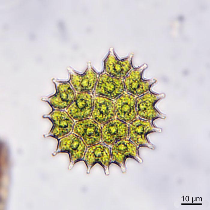 Pediastrum boryanum #55289