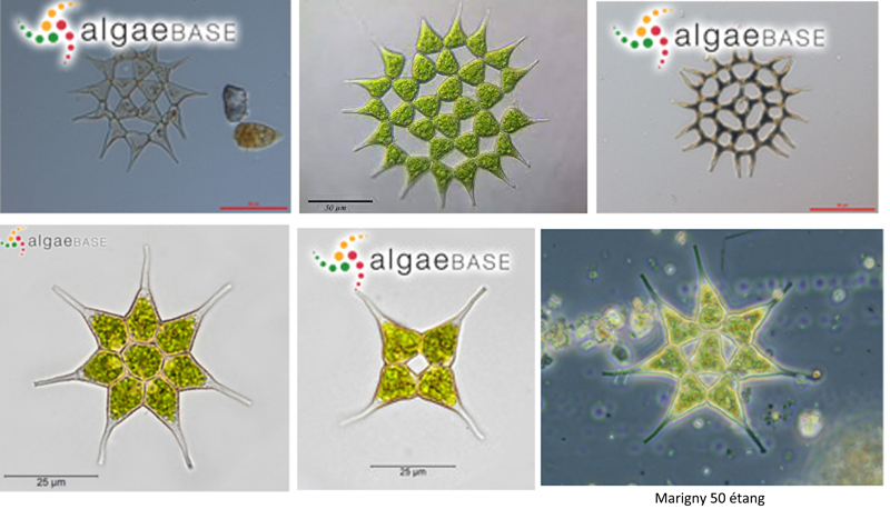 Pediastrum simplex MEYEN, 1829 #67793