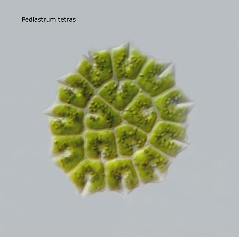 Pediastrum tetras #17595