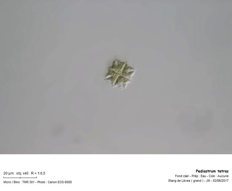 Pediastrum tetras #50270