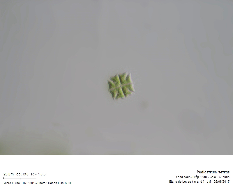 Pediastrum tetras #50271