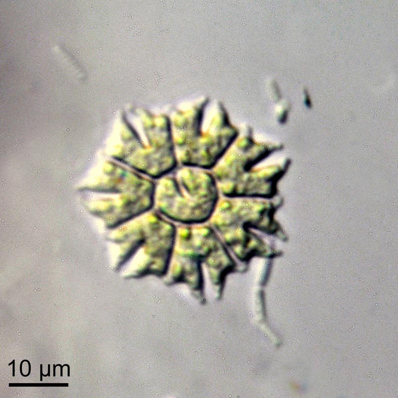 Pediastrum tetras (Ehrenberg) Ralfs #42081